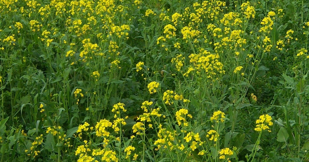Tales from the wasteland Wild Mustard