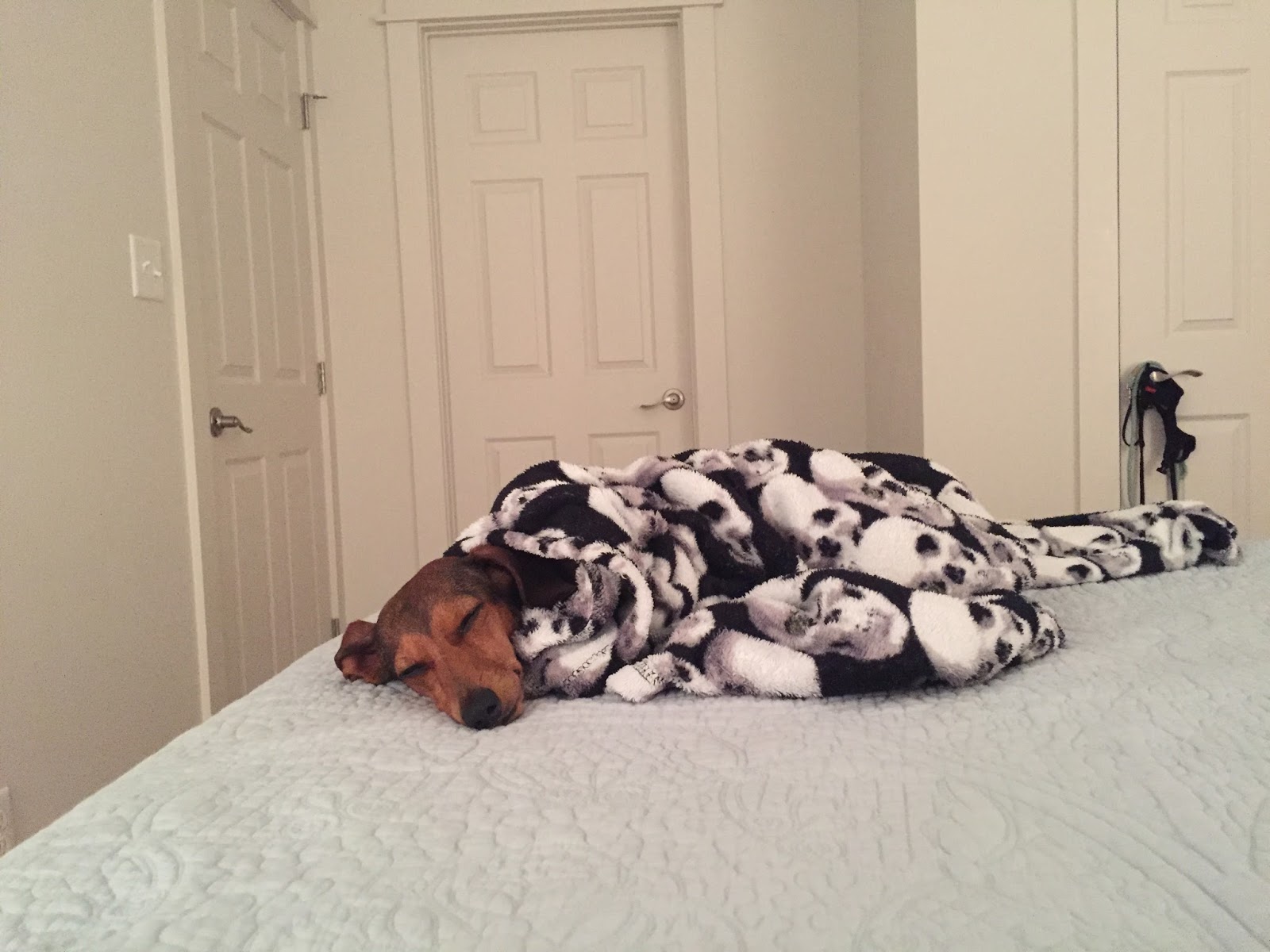 Dachshund Nola Vacation Photos!