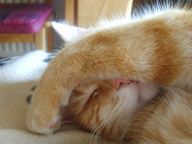 Kiez Sebnitz Blog Silvesterfeier Ruckt Naher