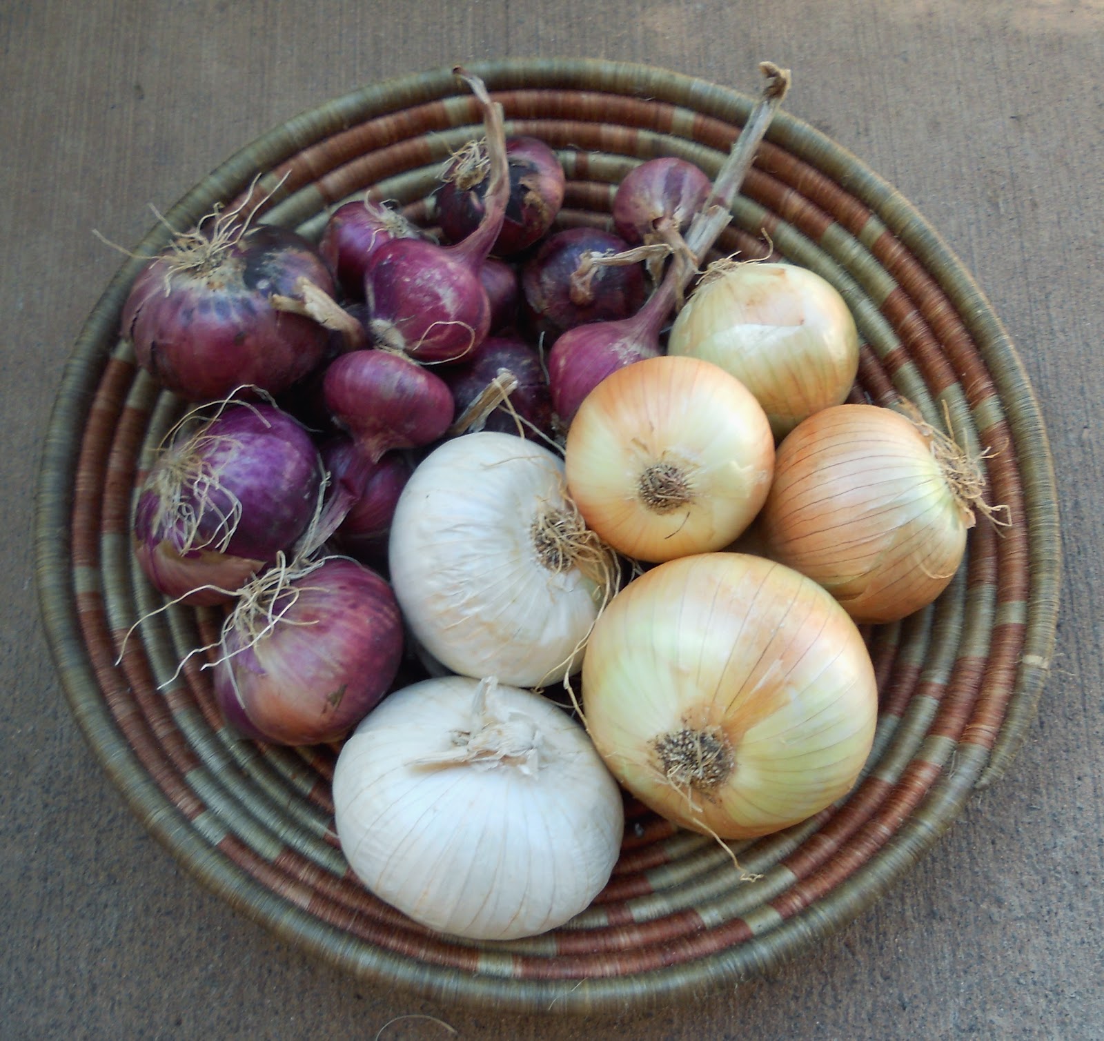 A Kitchen Garden in Kihei Maui Growing Onions in Kihei