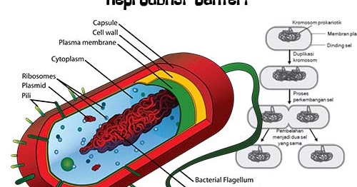 Reproduksi Aseksual dan Seksual Bakteri (Pembelahan Biner
