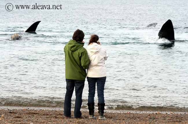 Whale Watching Season in Peninsula Valdes 
