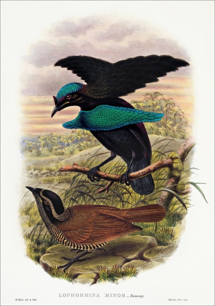 Espécies de Aves | Ornitologia