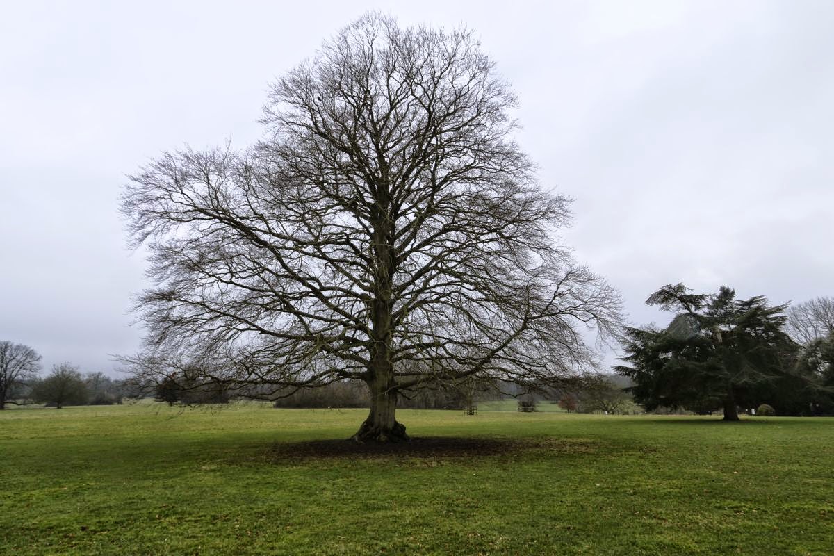 Spud's Daily Photo Alice's Tree