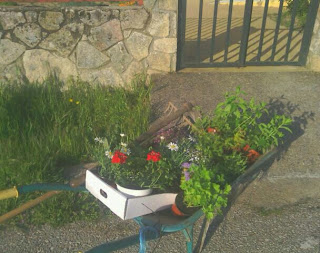 Autosuficientes: Jardín de aromáticas