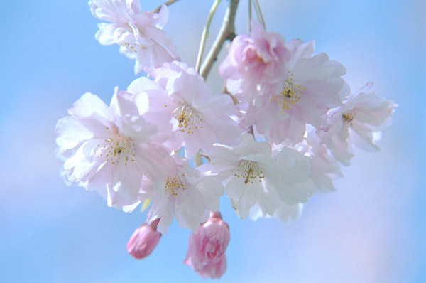 Nihon Go wa Omoshiroi Desu Bunga  Sakura