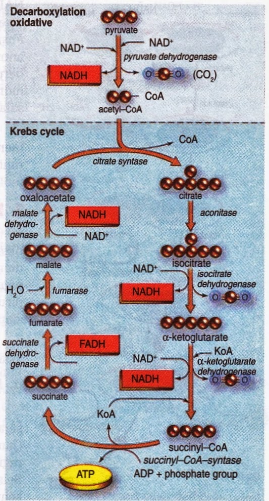 Krebs Cycle or Citric Acid Cycle New Science Biology