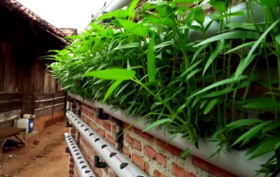 Menanam Bayam Hidroponik Di Baskom - HIDROPONIK INDONESIA