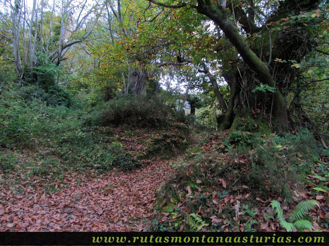 Circular Coañana Saleras: Castaños