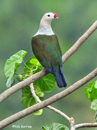 Red knobbed imperial pigeon