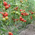 Petani Tomat Di Kayuambon Lembang Ditipu Orang Tak Dikenal