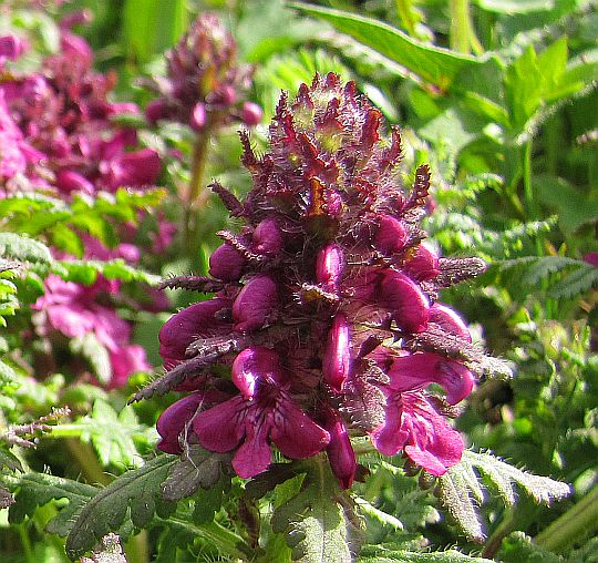 Gnidosz okółkowy (Pedicularis verticillata).