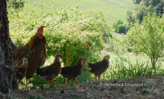 gallina modenese nel giardino della fattoria didattica dell ortica a Savigno Valsamoggia Bologna in Appennino vicino Zocca