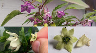 Three photos of pepper plant flowers. Flowers at top are dark purple. At bottom show a large pepper flower held next to a tiny pepper flower.