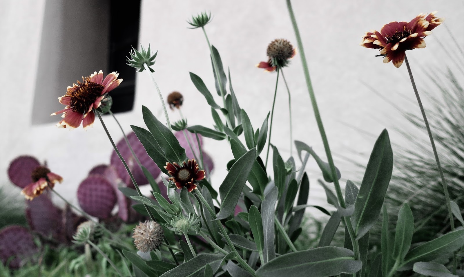 Living Rootless El Paso UTEP Flowers on a Ledge