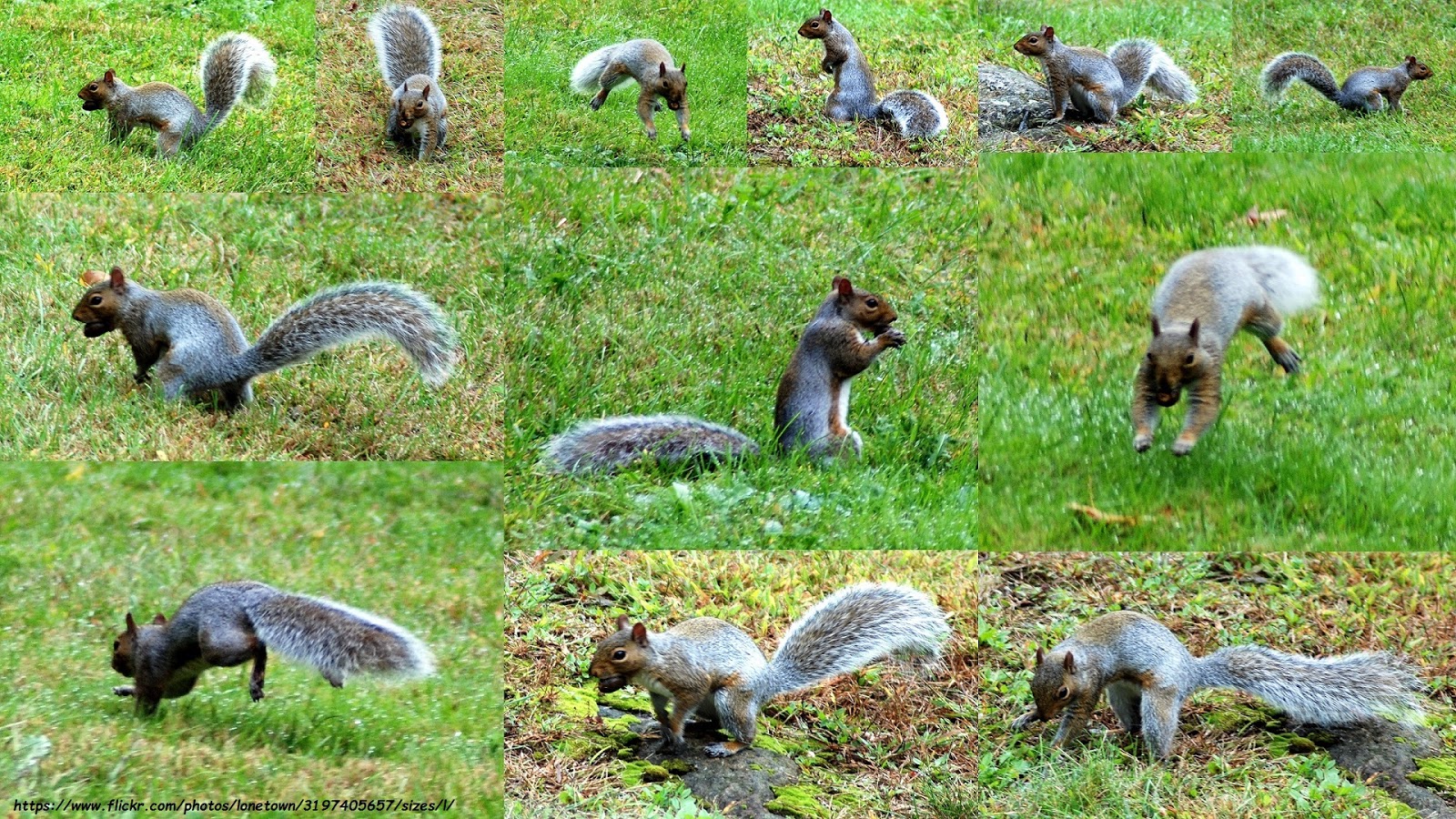 Backyard Birding....and Nature Squirrel Nut Burying Frenzy