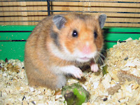 Hamster images
