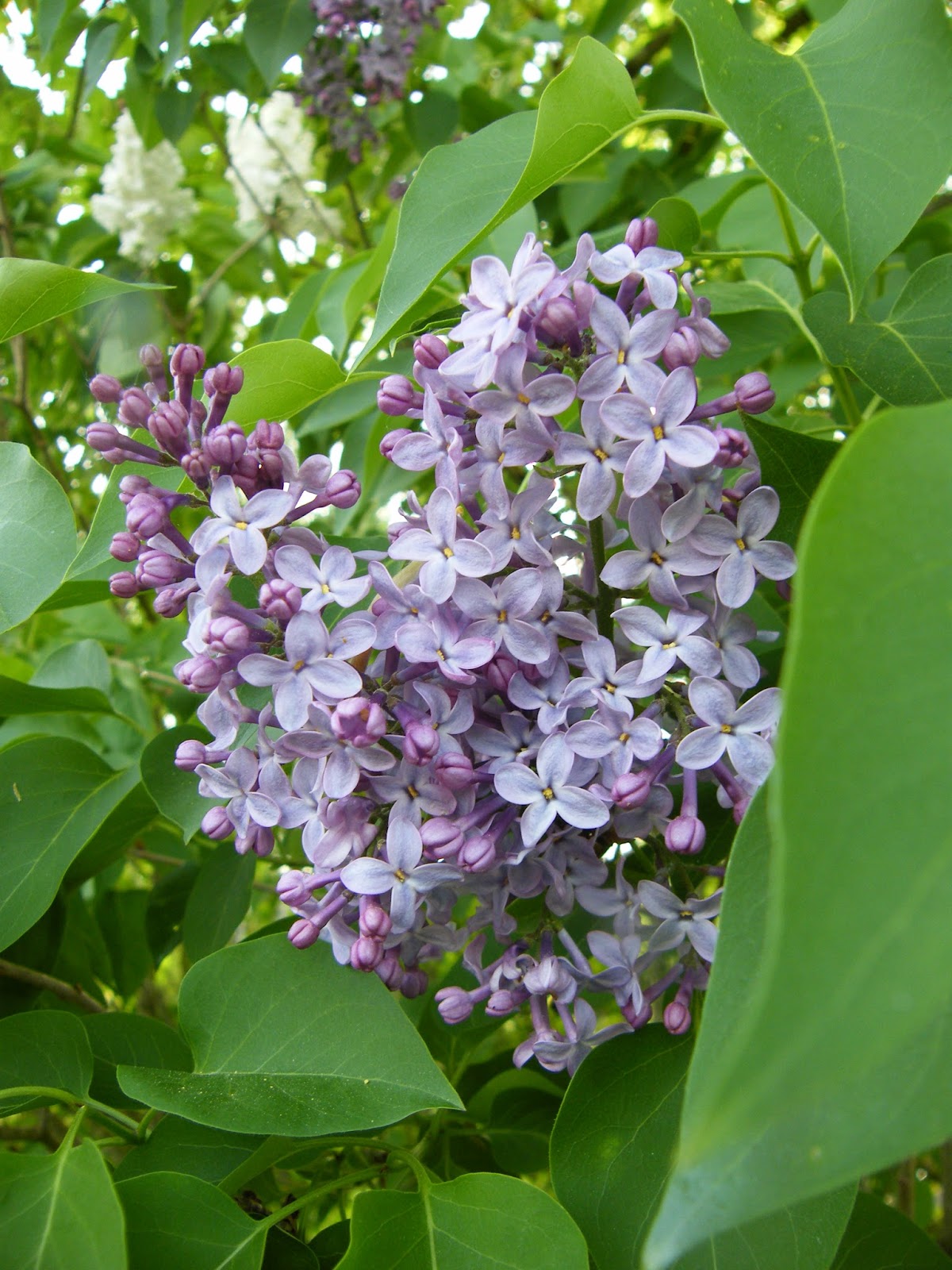 Syringa Vulgaris Sensation Lilas Violet Et Blanc Parfume
