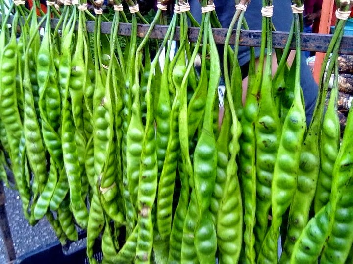 Health Benefits of Parkia speciosa (petai, bitter bean, twisted cluster