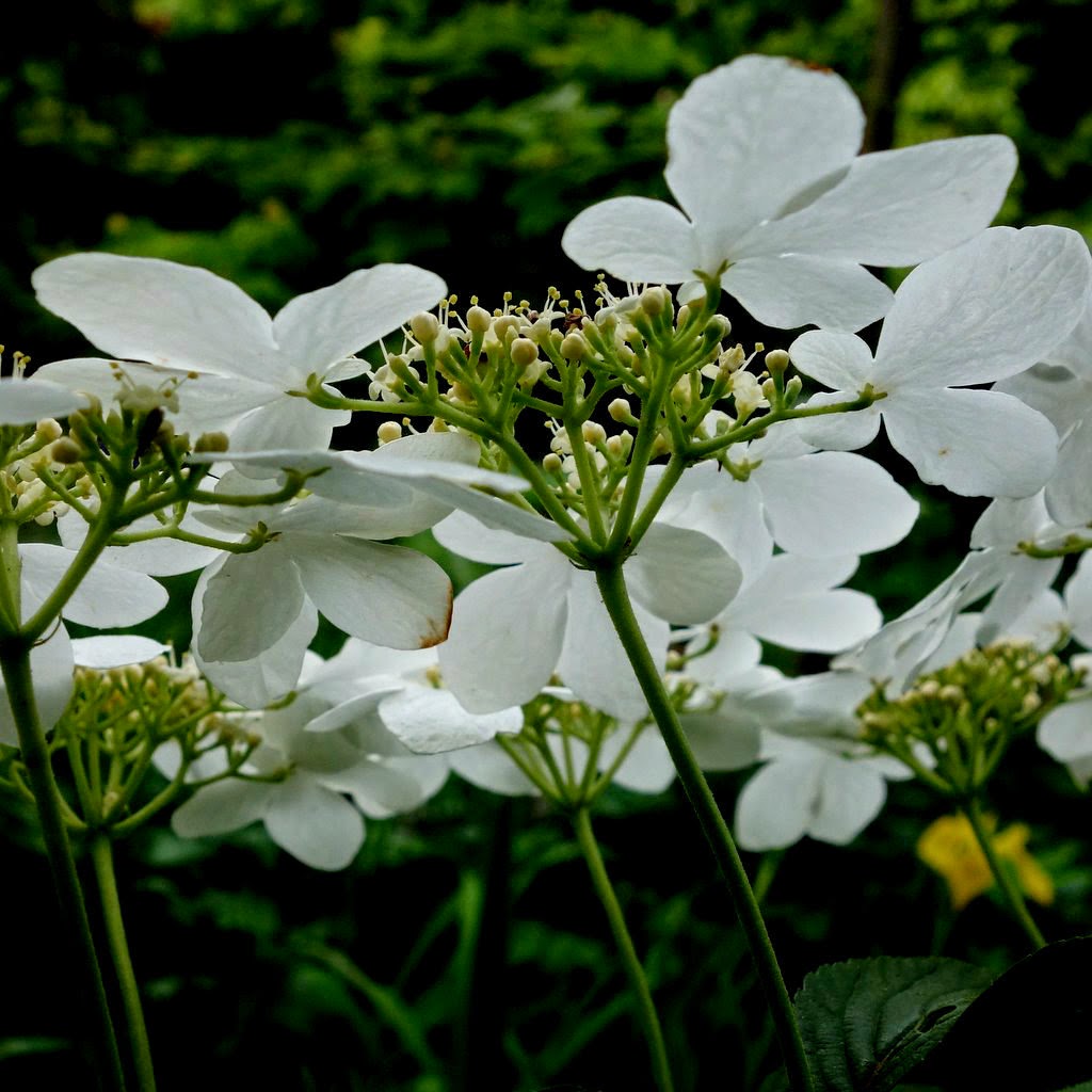 Mon Petit Jardin En Sologne Debut Mai Au Jardin