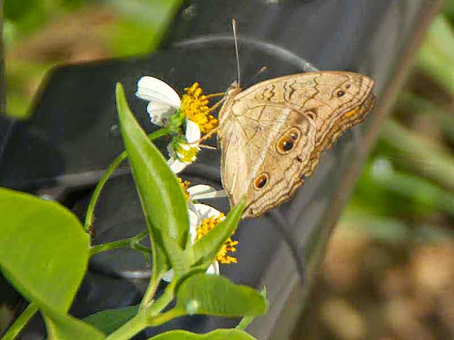 butterfly, wings up