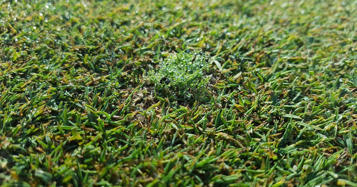 Ipswich Country Club Golf Course Maintenance Chemical Treatment and