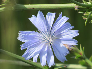 sacramento county wildflower identification california photography