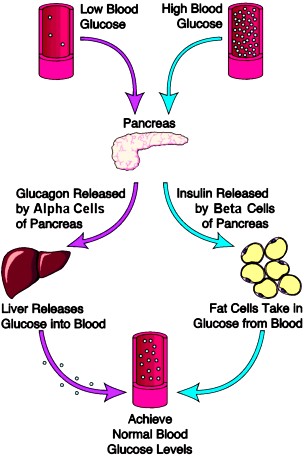 pemulihan glukosa glukagon pemulihan glukosa glukagon