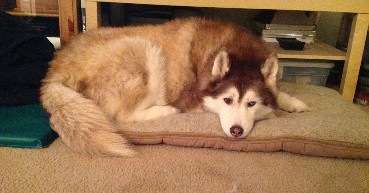 The Husky Review Wash 'n Zip Pet Bed *UPDATED*