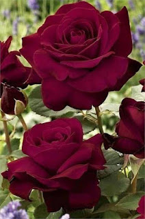 Flores: Rosas color guinda o rojo quemado