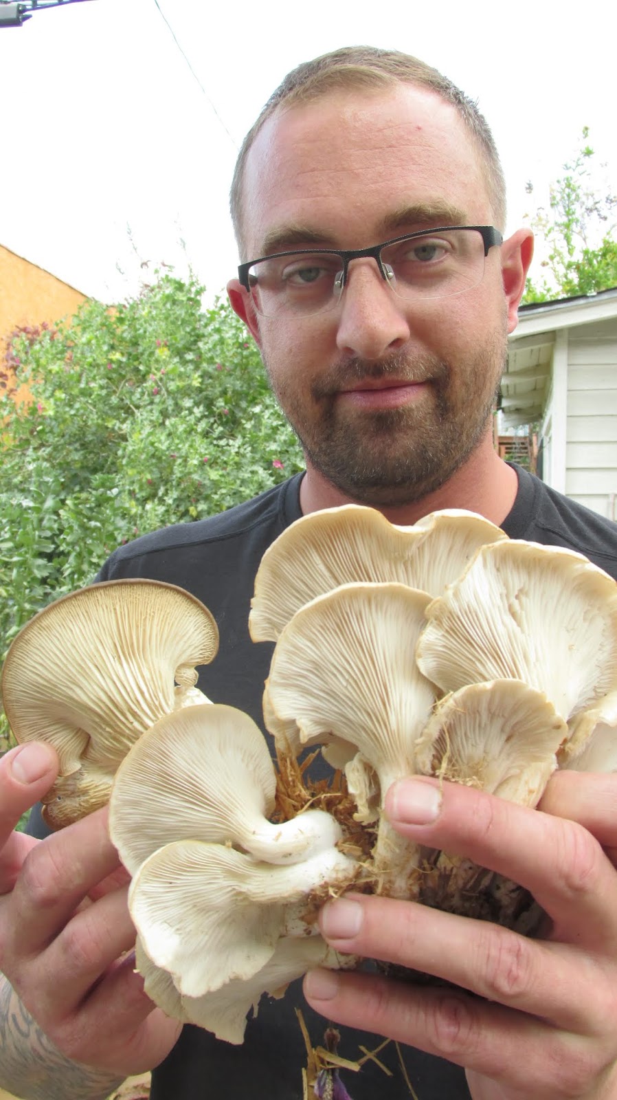 Voice In The Wilderness Growing Oyster Mushrooms