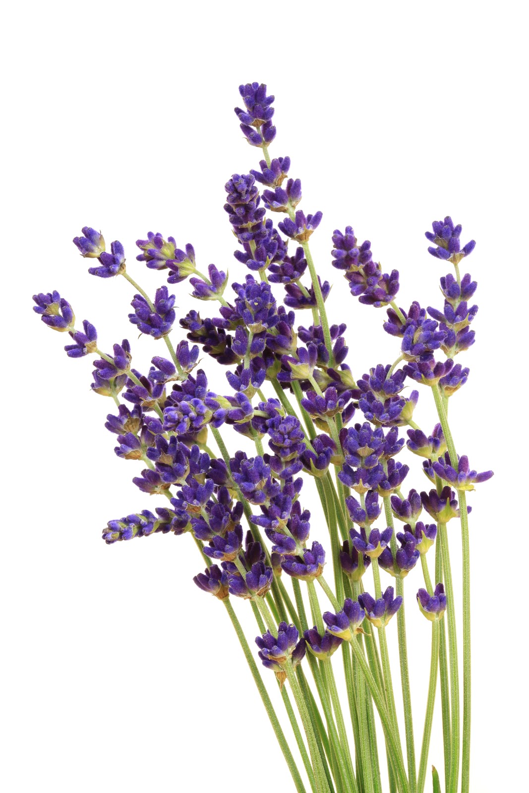 free clip art lavender flower - photo #49