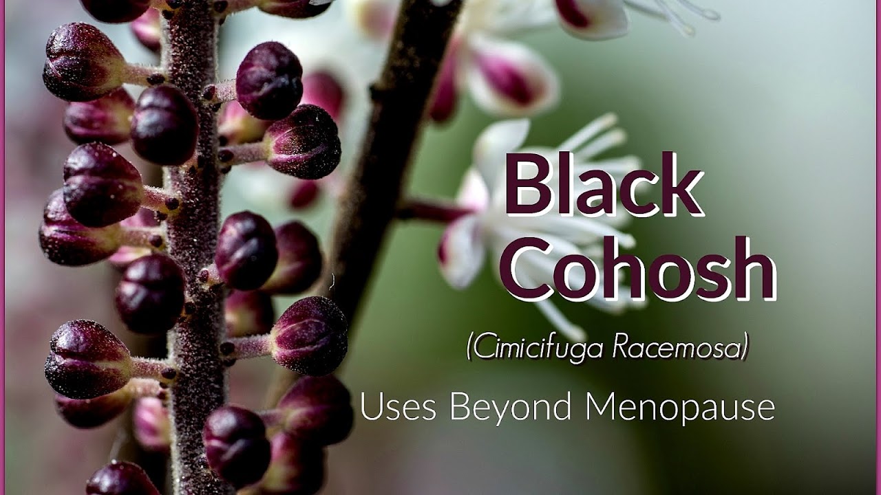 Menopause Natural Remedies Black Cohosh Menopause Choices