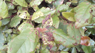 Damaged Viburnum tinus leaves Green Fingered Blog