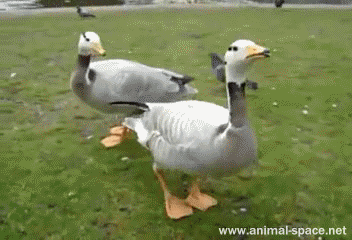 Coolest Gifs of Dancing Animals to Brighten Your Day