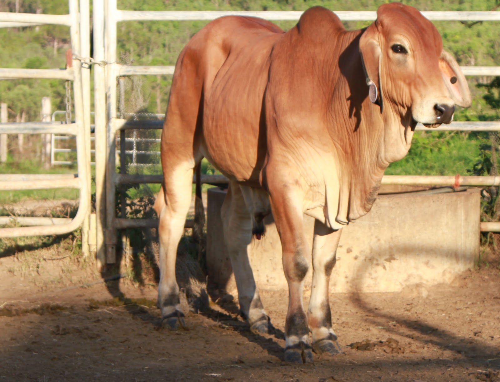 Lindley Park Brahmans Young Bulls