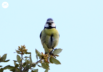 Herrerillo común (Cyanistes caeruleus)