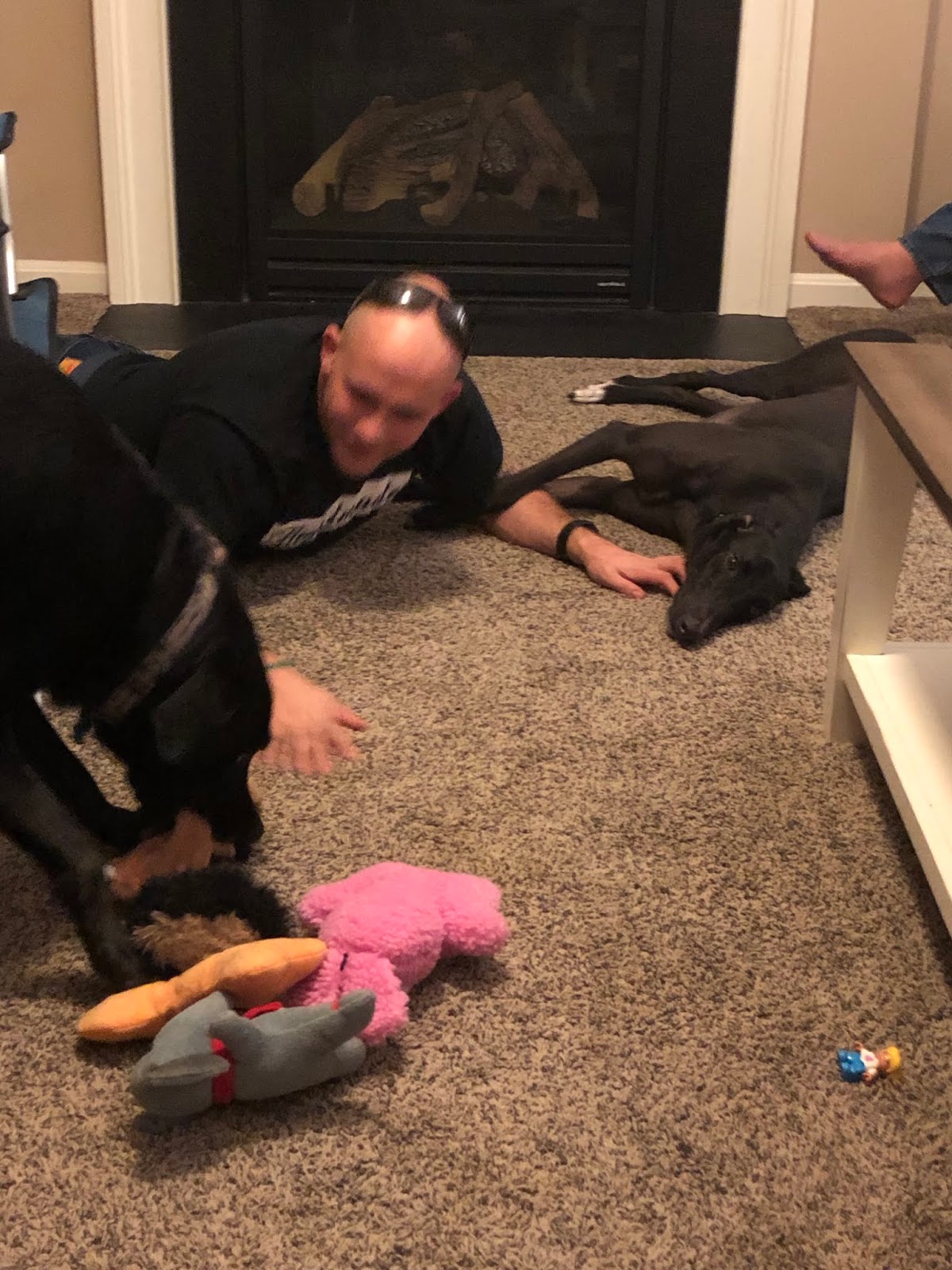 Greyt Expectations Greyhound Rescue Artex Oyster 11/23 Black (Dog