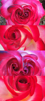 red rose with swirls