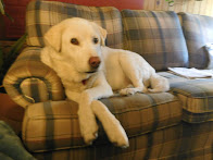 24 Paws Crossed for You