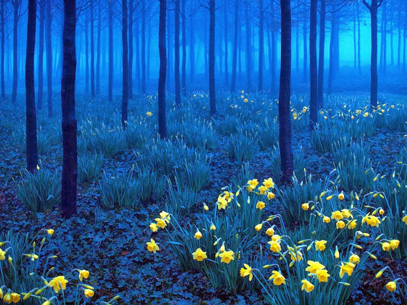 Black Forest – Germany - Here Are 20 Unbelievable Places You Would Swear Aren’t Real… But They Are.