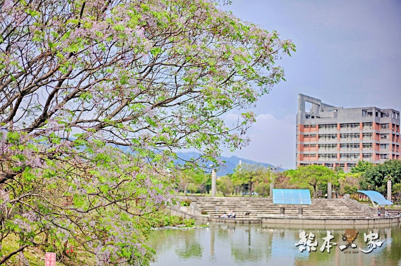 心湖櫻緣|三峽台北大學「心湖櫻花步道」-杜鵑、吉野櫻、木棉花齊綻放