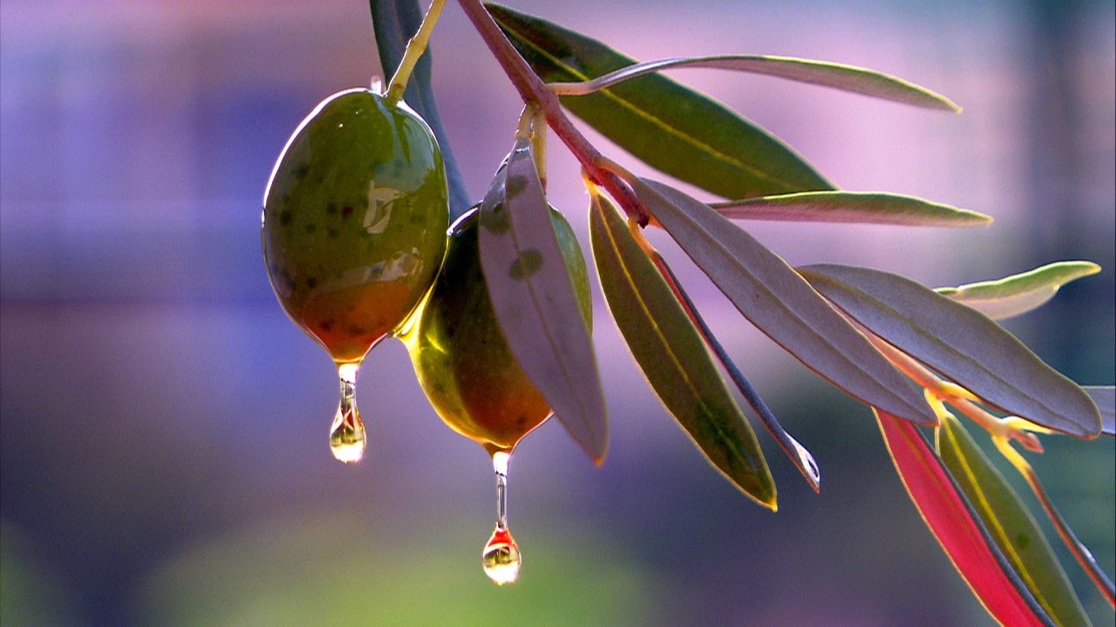Zeytin Ağacı Duvar Kağıtları Olive Wallpapers Tam35 Zeytin Ağacı Duvar Kağıtları Olive Wallpapers Tam35
