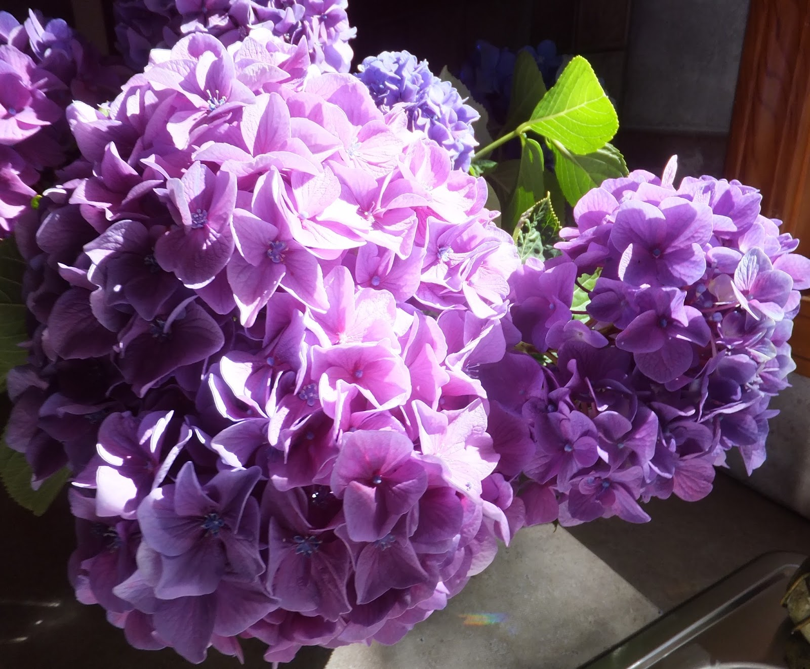 Irish Garden House Hydrangea Mop Heads
