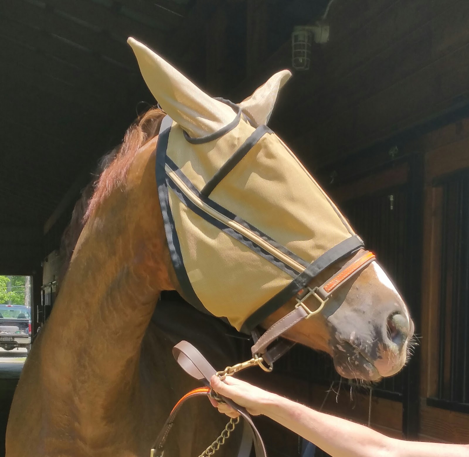 Behind the Bit Noble Outfitters Guardsman Fly Mask Giveaway!