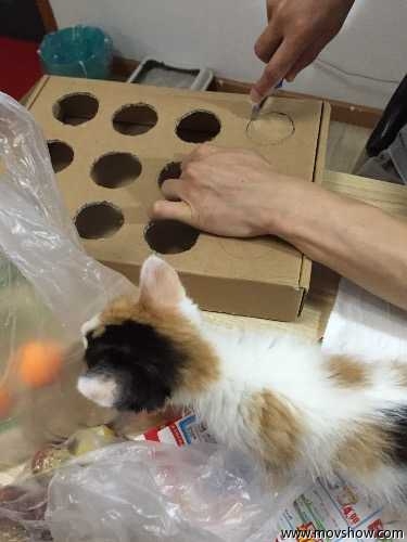 Diy Peek And Play Toy Box For Cat Best Cat Toy Ever Animal World