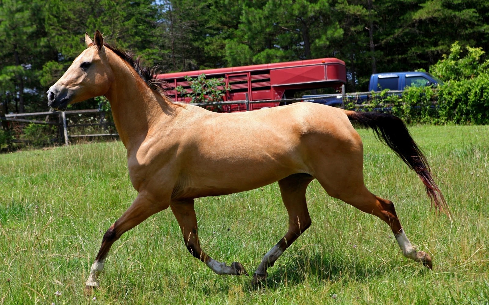 Unique Wallpaper 24 fotos de caballos para wallpapers Free horses photos