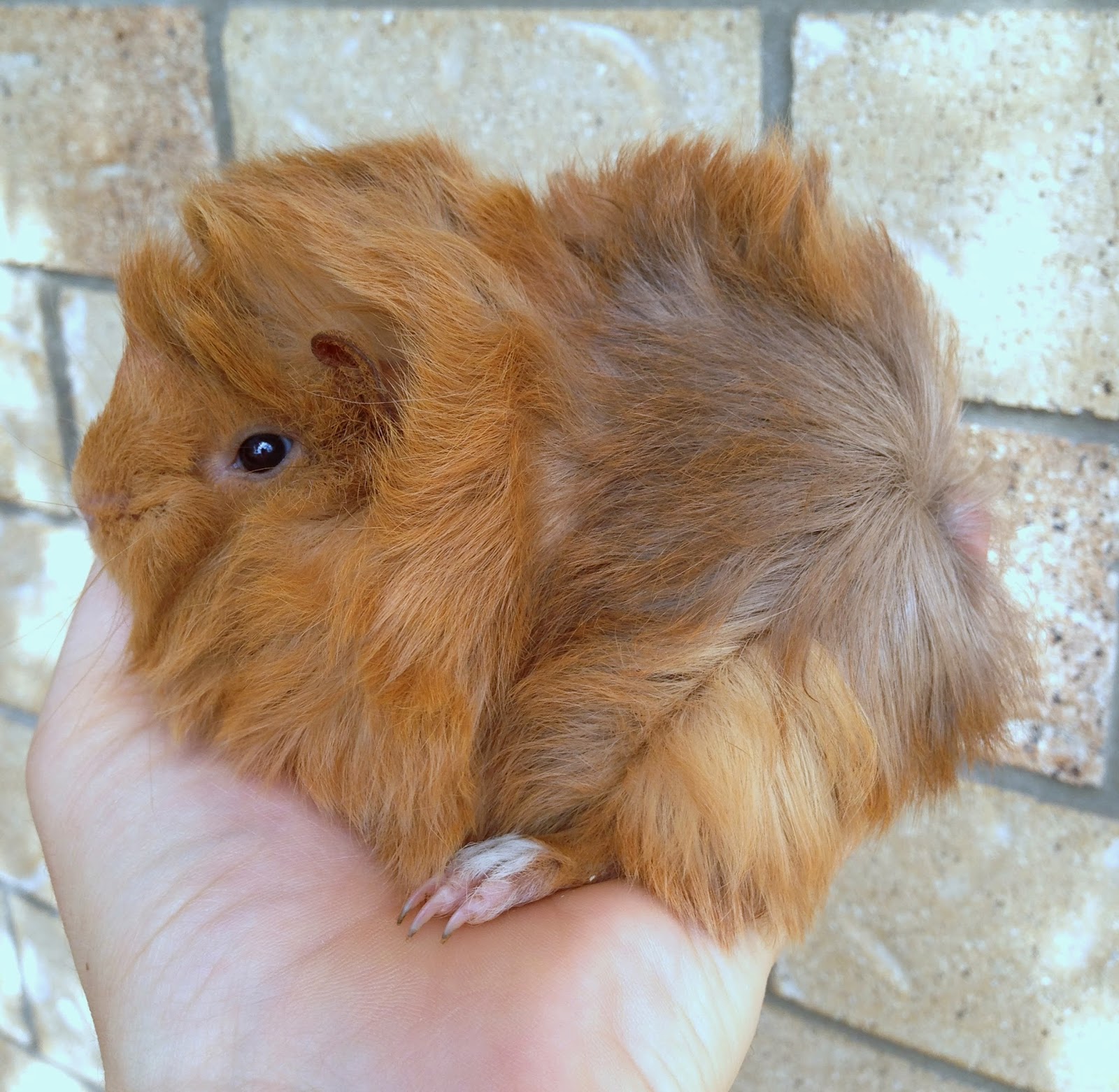 All Things Guinea Pig bubba growth updates