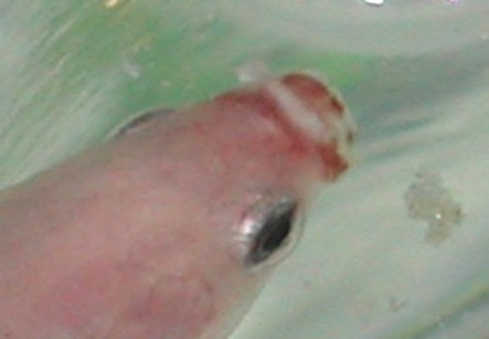 betta fish awareness day betta fish care betta fish disease and