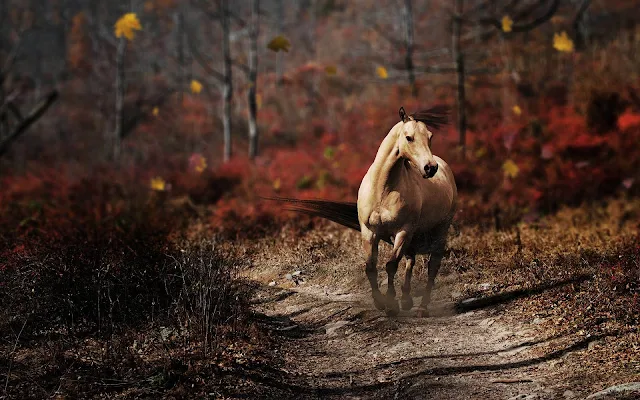 Paard op een bospad in de herfst